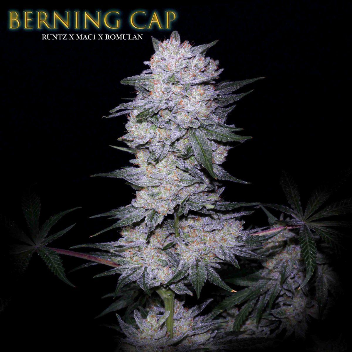 Berning Cap   Title
