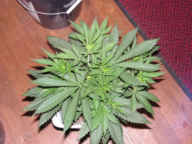 BERRY BASTARD D 1 FLOWER