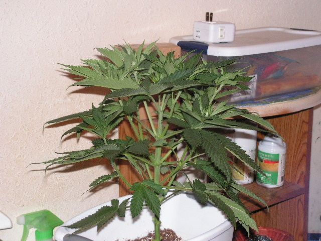 BERRY BASTARD D 1 FLOWER SIDE SHOT