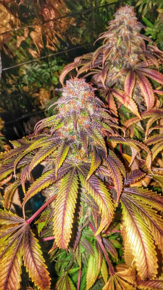 Berry bomb