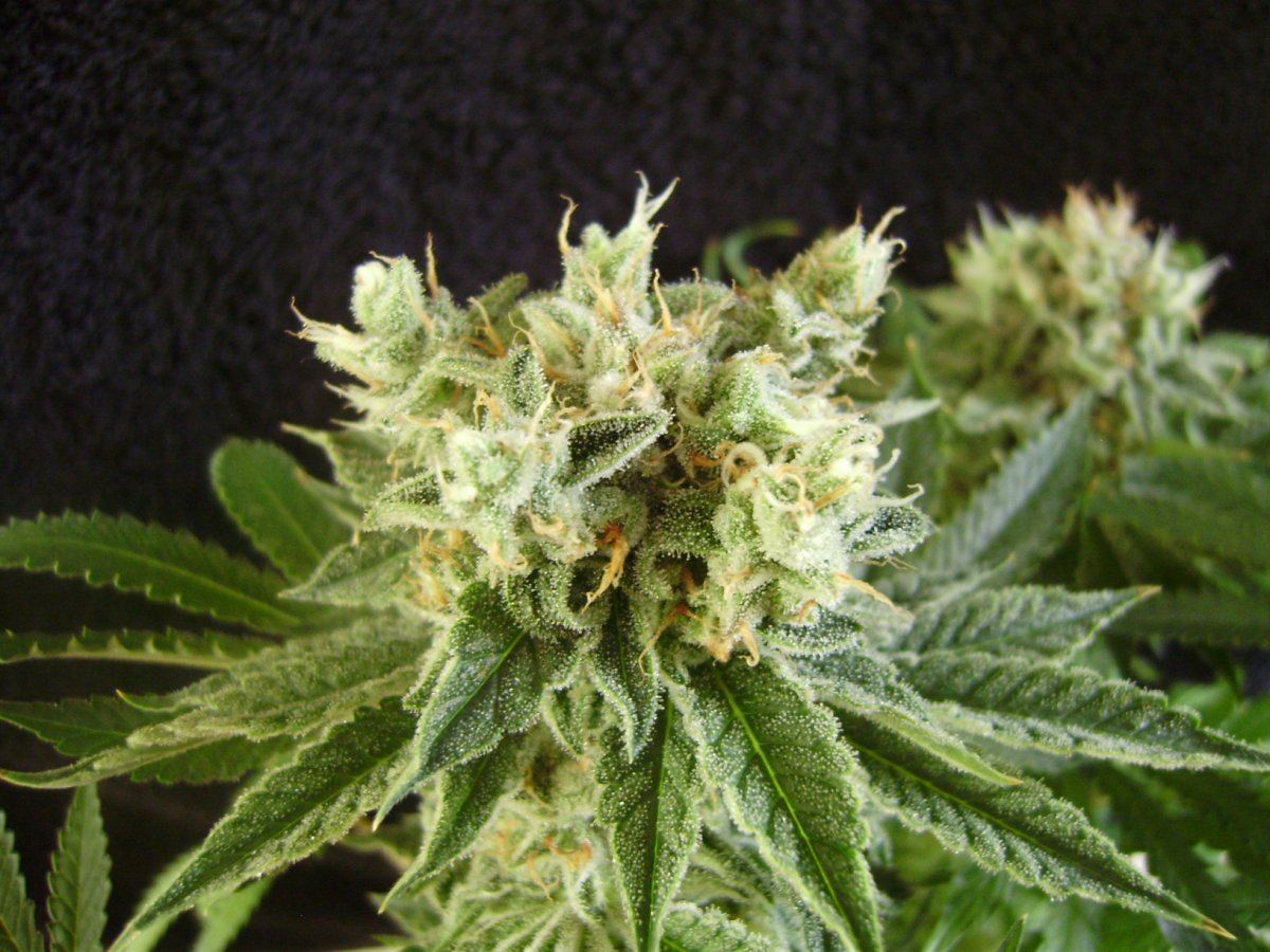 Berrywhite