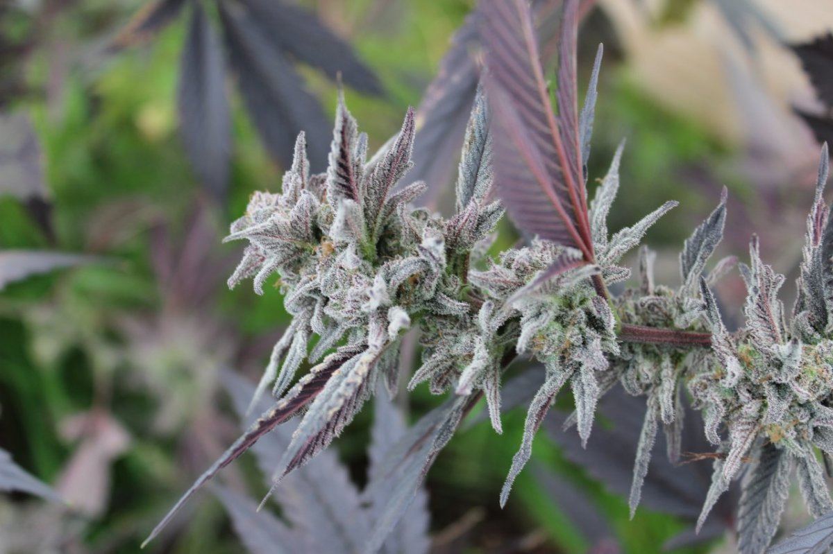 Berrywhite1