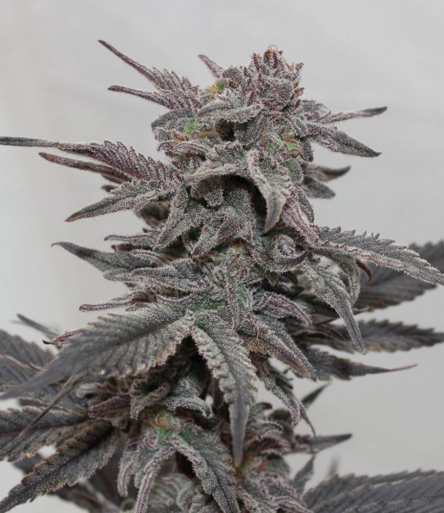 Berrywhitea
