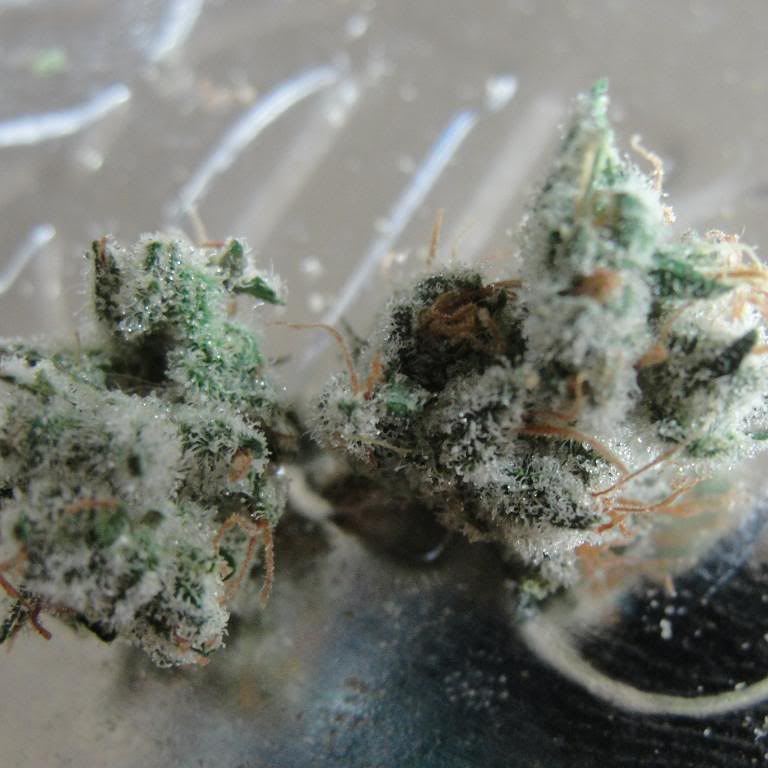 Berrywhitef4nug