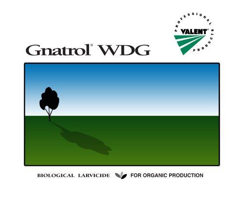 Best gnat control ever