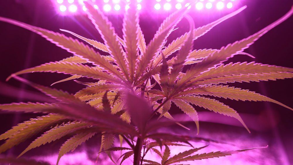 Best lighting for growing marijuana