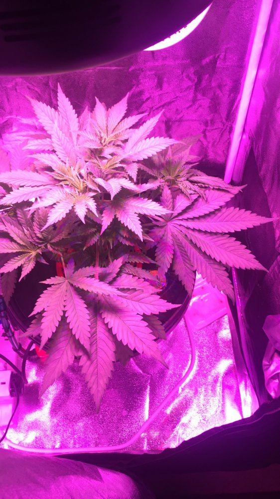 Best nutrients to use first grow 3
