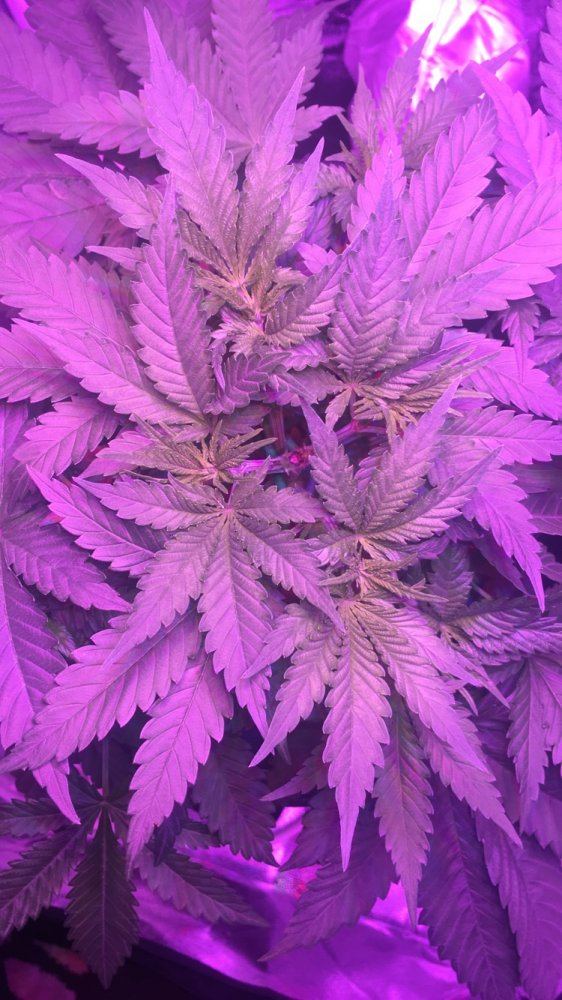 Best nutrients to use first grow