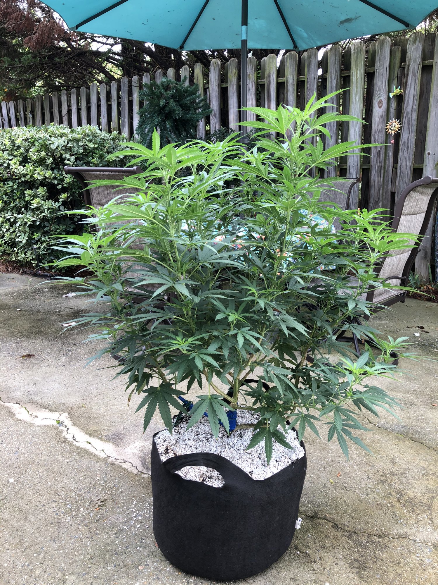 Best option under 100 for my grow 4