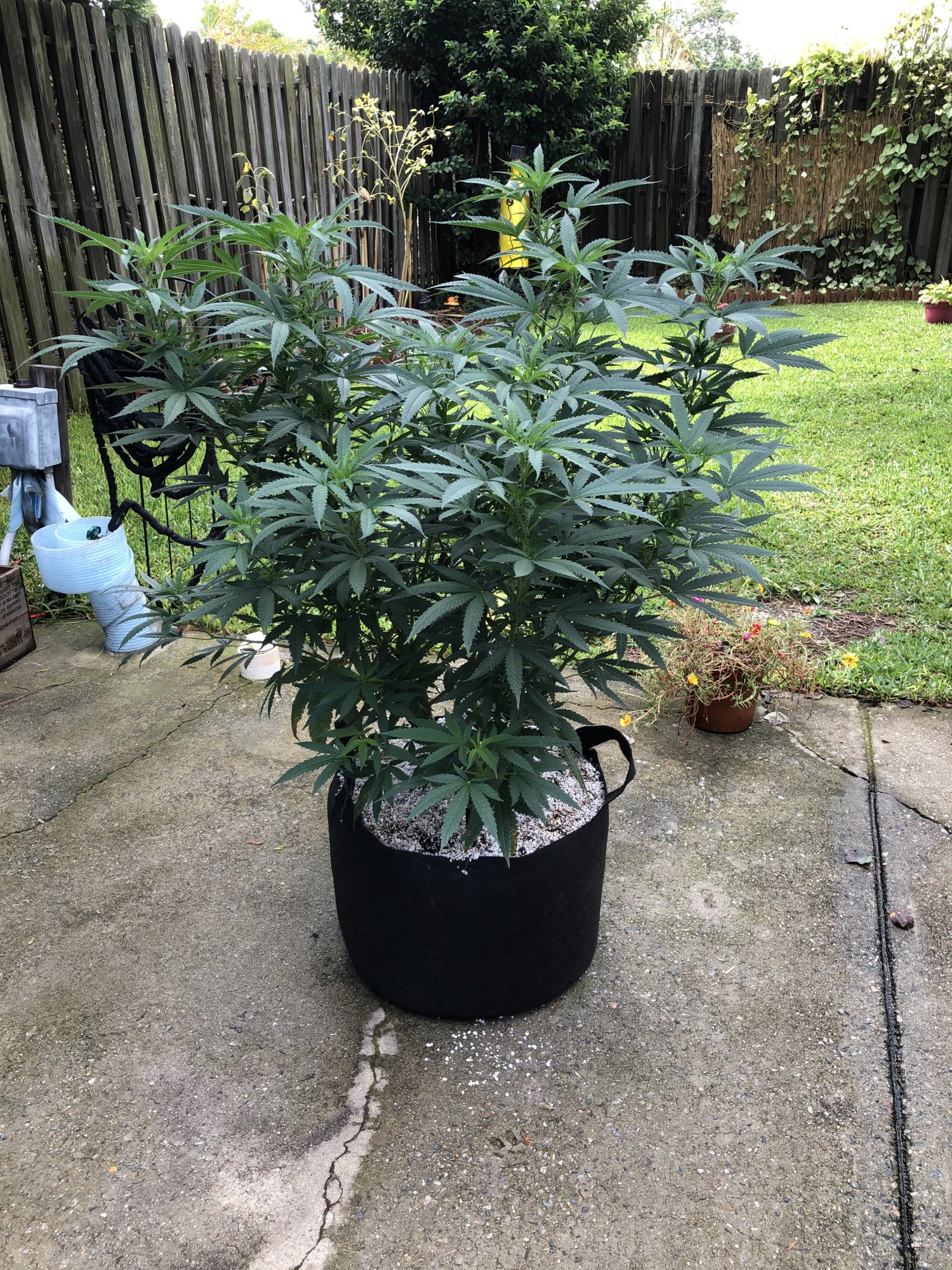 Best option under 100 for my grow 5