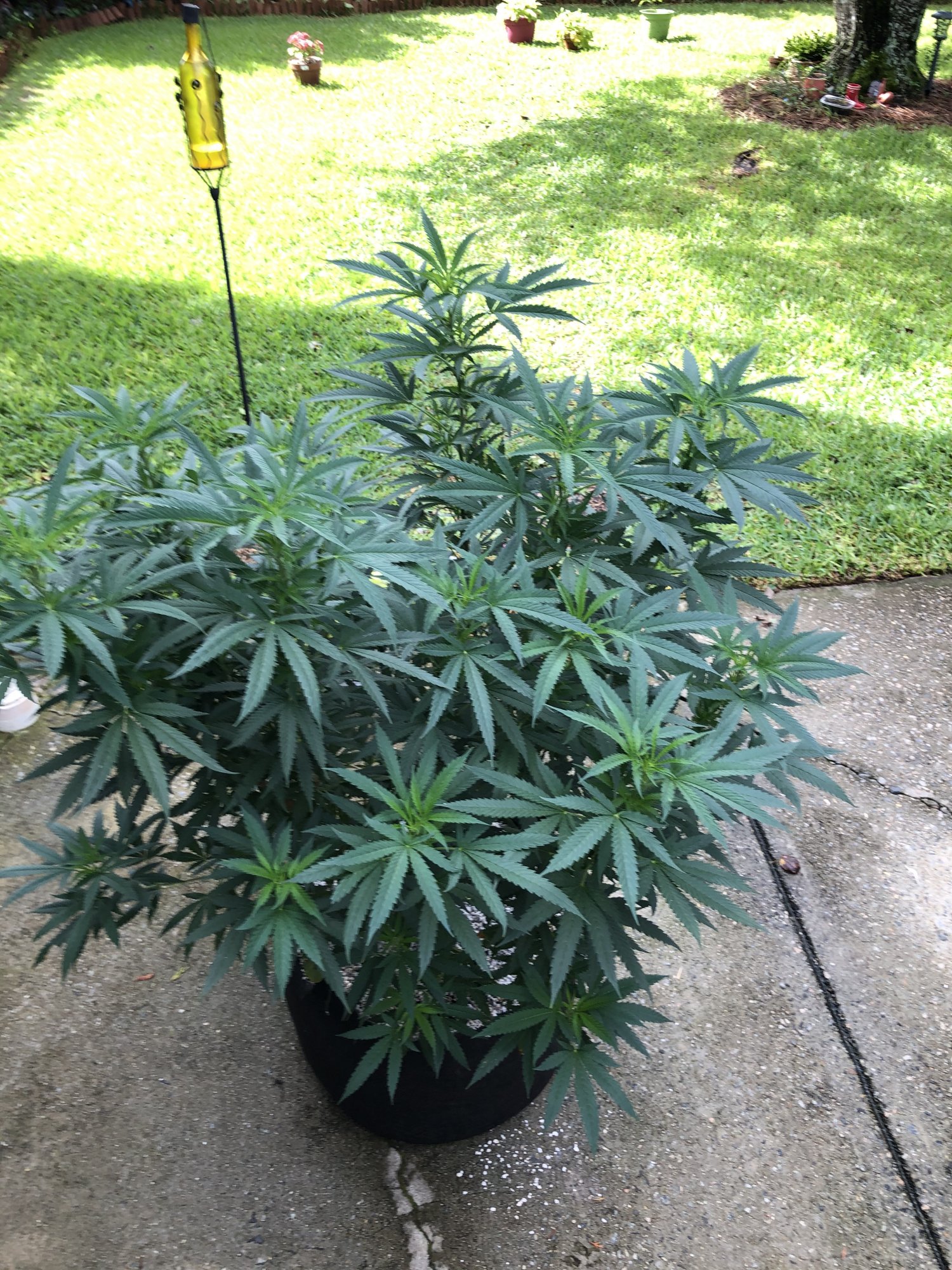 Best option under 100 for my grow