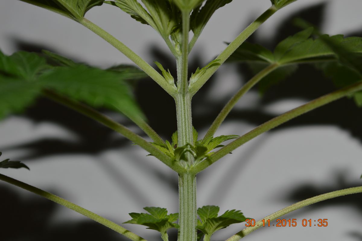 Bestwhorl2