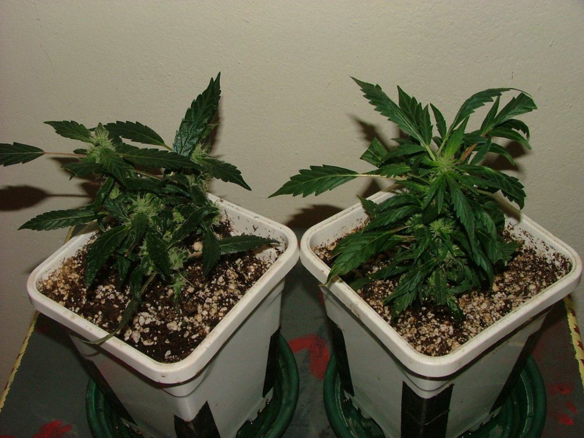 BF 1