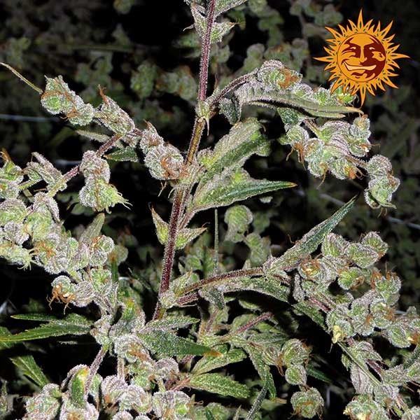 Bf dr grinspoon 1200x1200