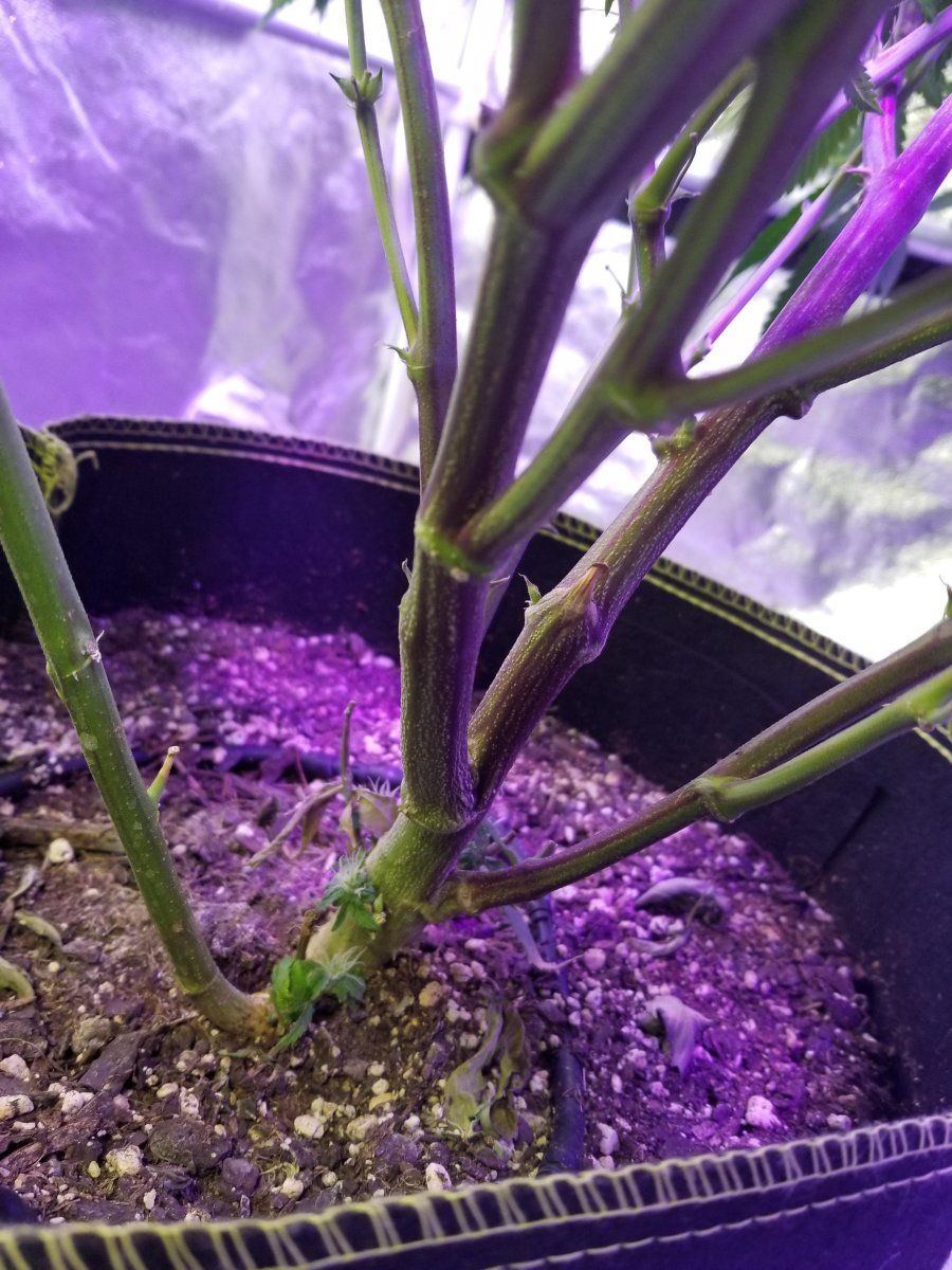 BFG early LST