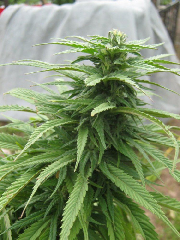 BG12bud4 24