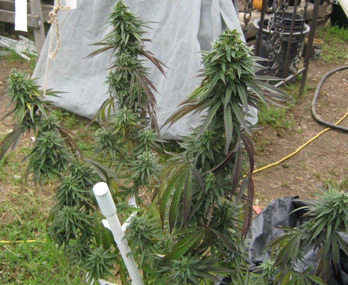 BG1wholeplant4 24