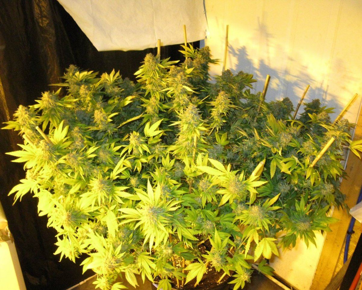 Bg chop 004