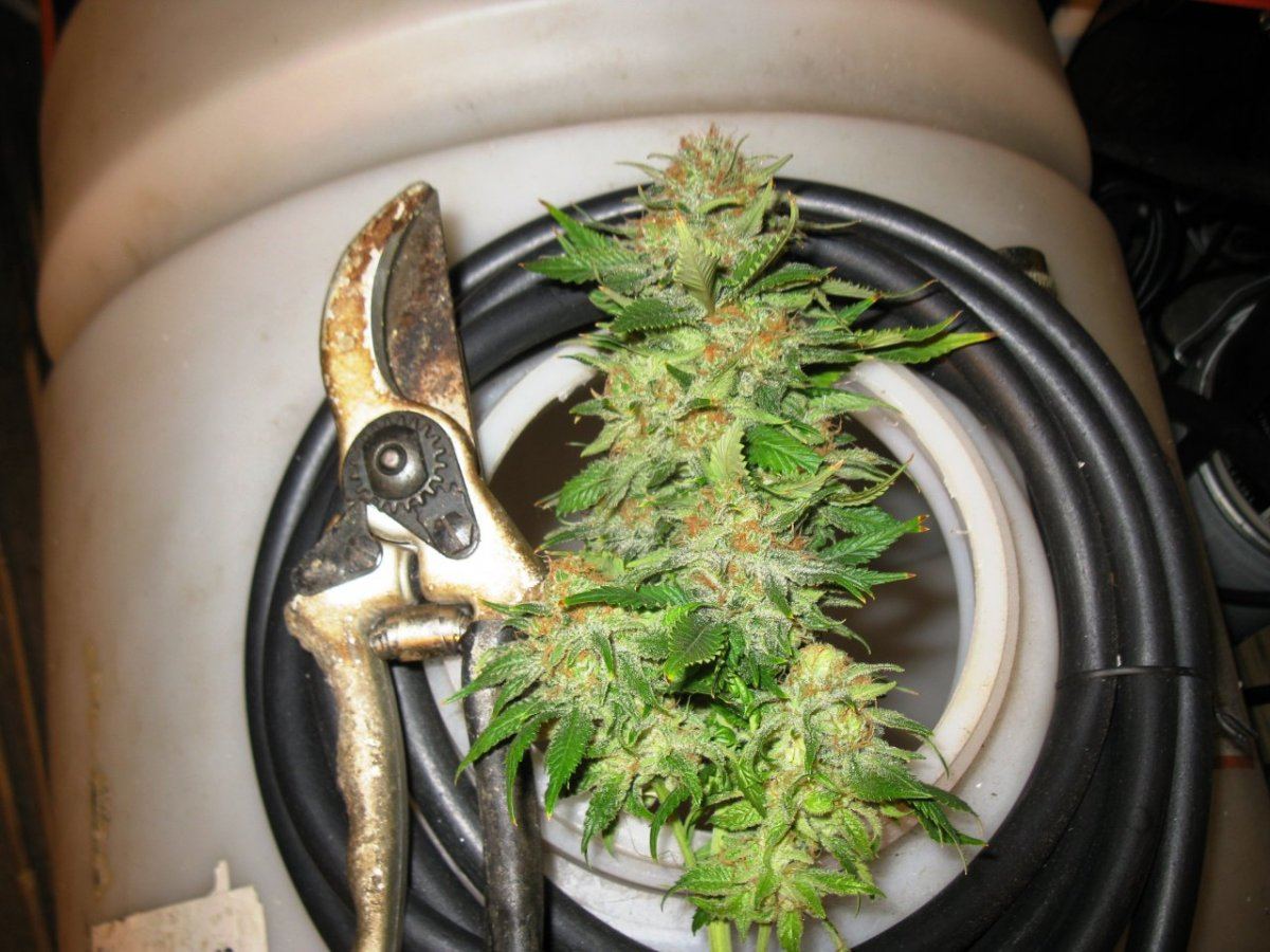 Bg chop 016