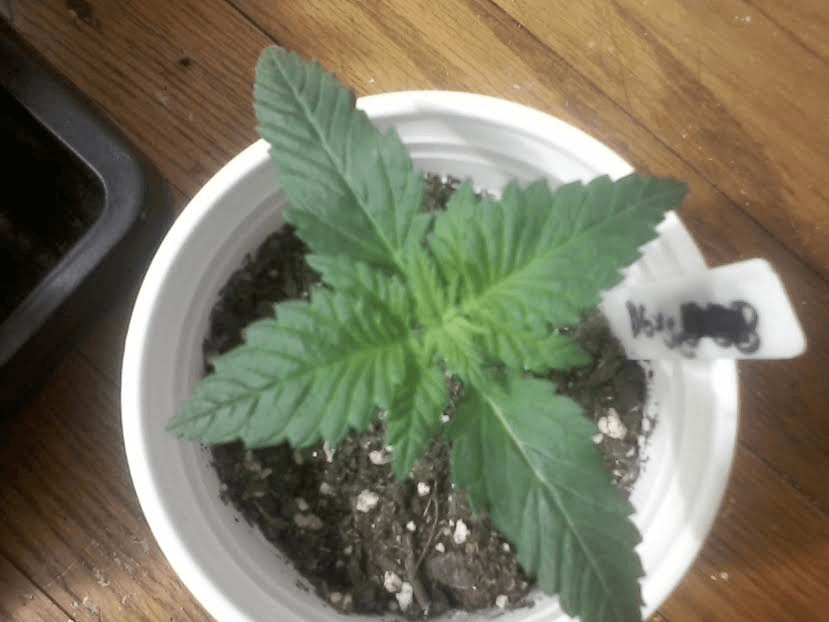 BG x SC12days