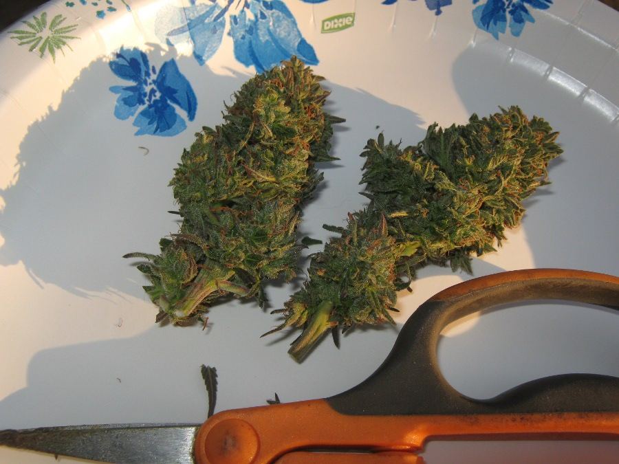 BG5buds