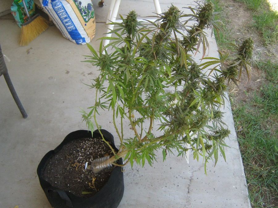BG5plant