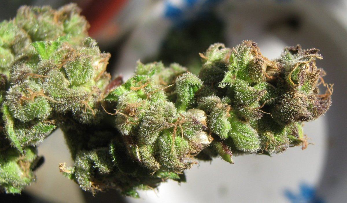 BGBXseeds