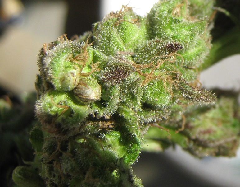BGBXseedsb