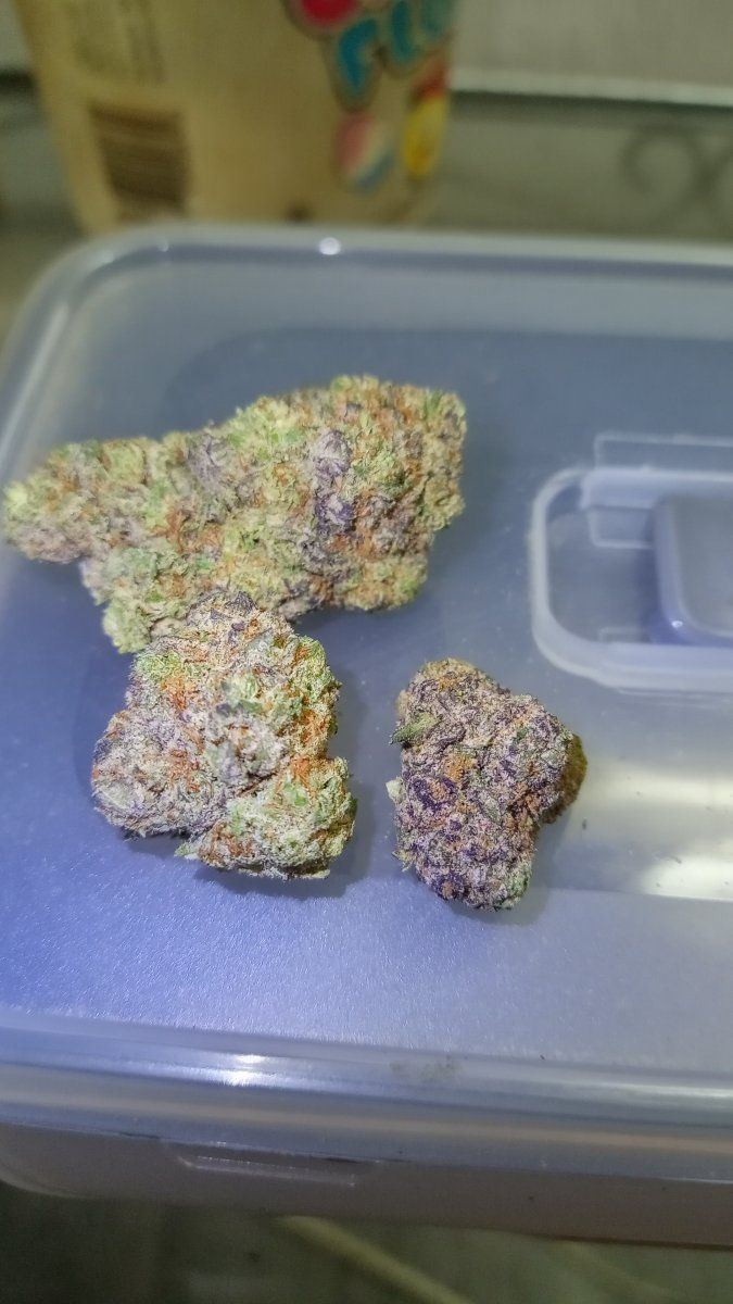 Bgelato 41