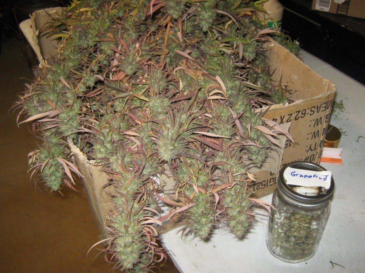 BGharvest10 20