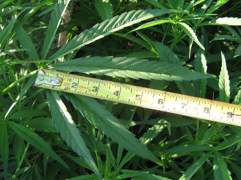 BGLeaf5 7