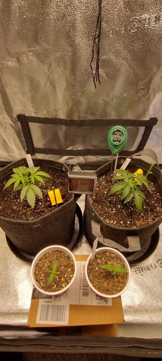 Bgsixxxs 4x2 spider farmer kit grow 1 7