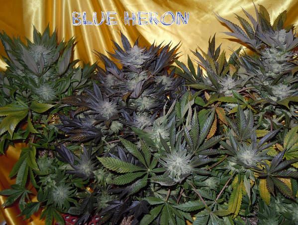 Bheron5 01