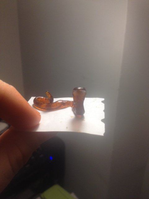 Bho cobra