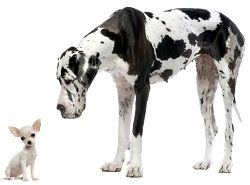 Big and small dog wp
