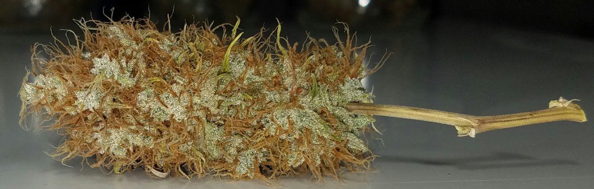 Big bagseed1 8t 02