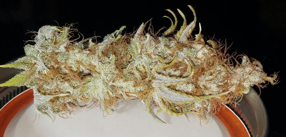 Big bagseed1