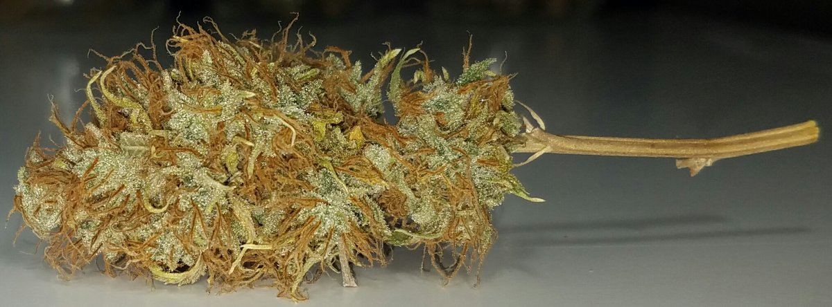 Big bagseed2 02