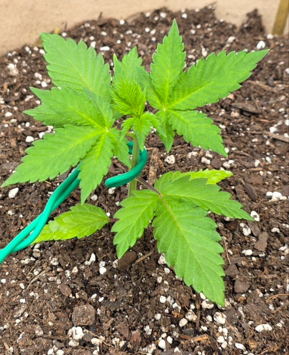 Big bud 2
