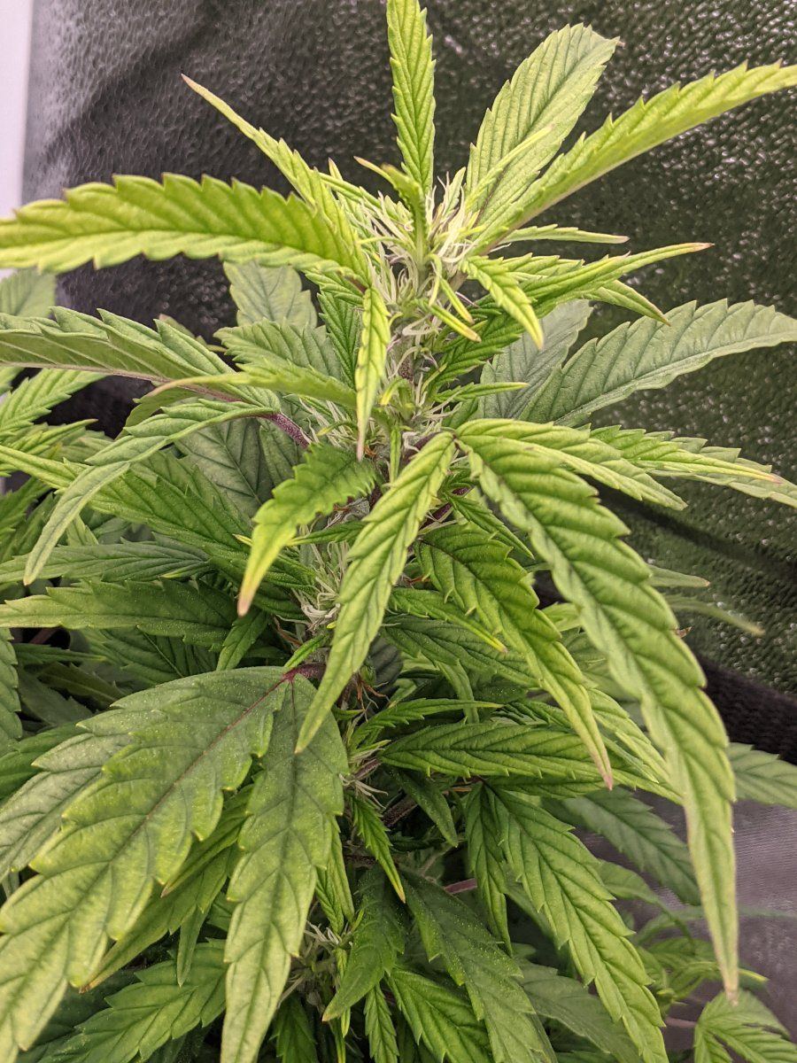 Big bud auto   this look normal 2
