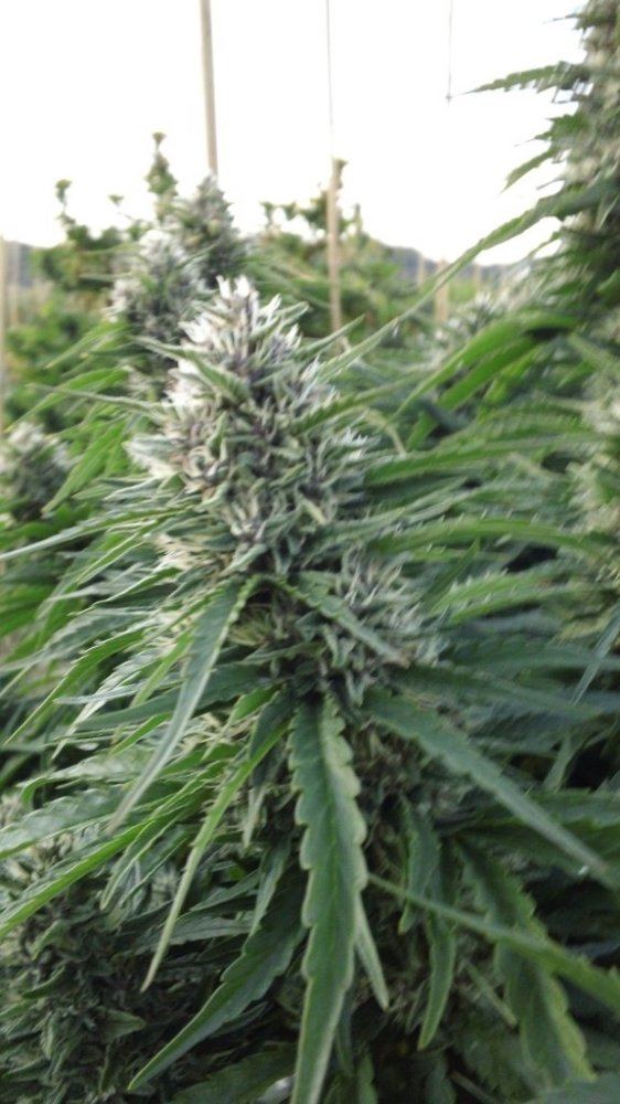 Big bud