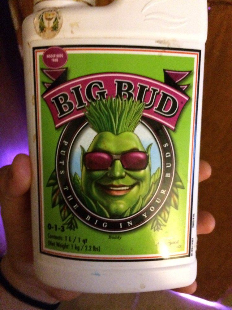Big Bud 