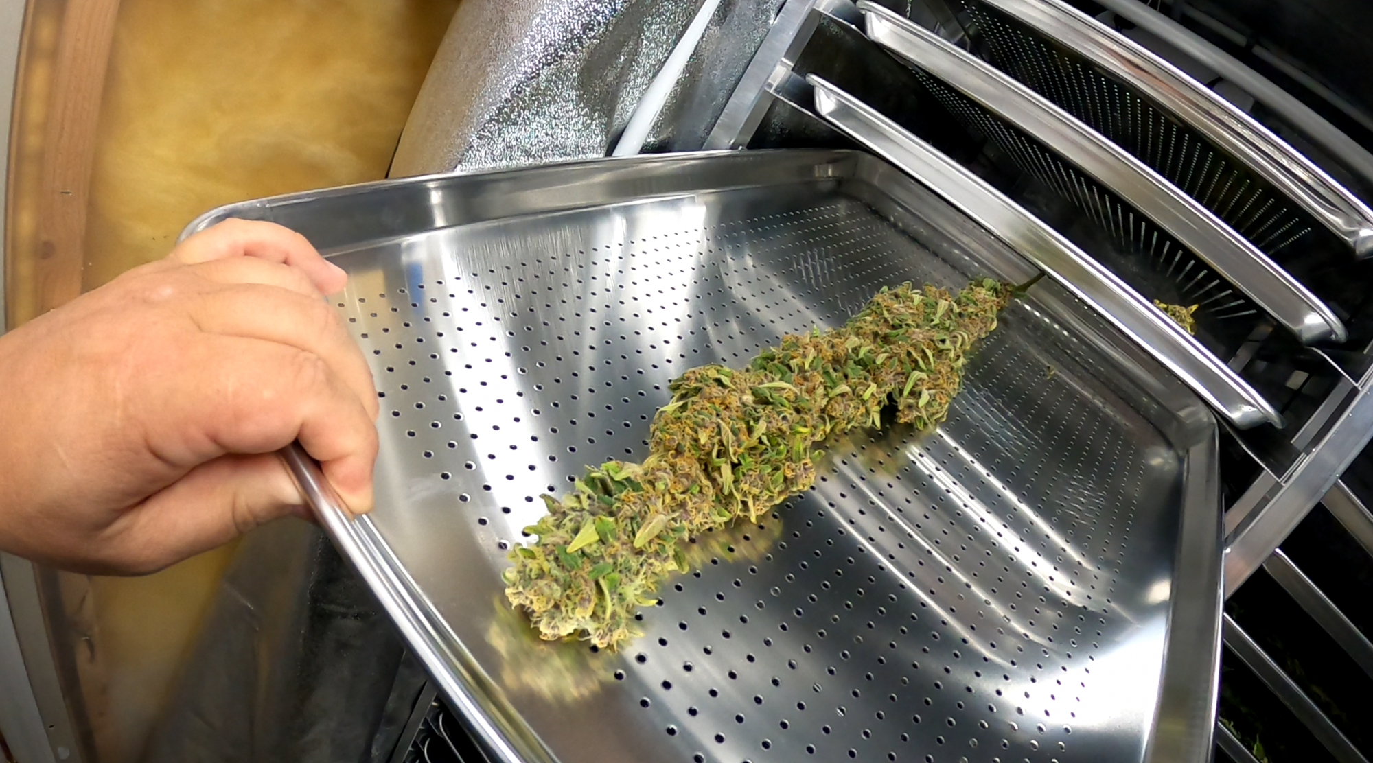 Big Bud
