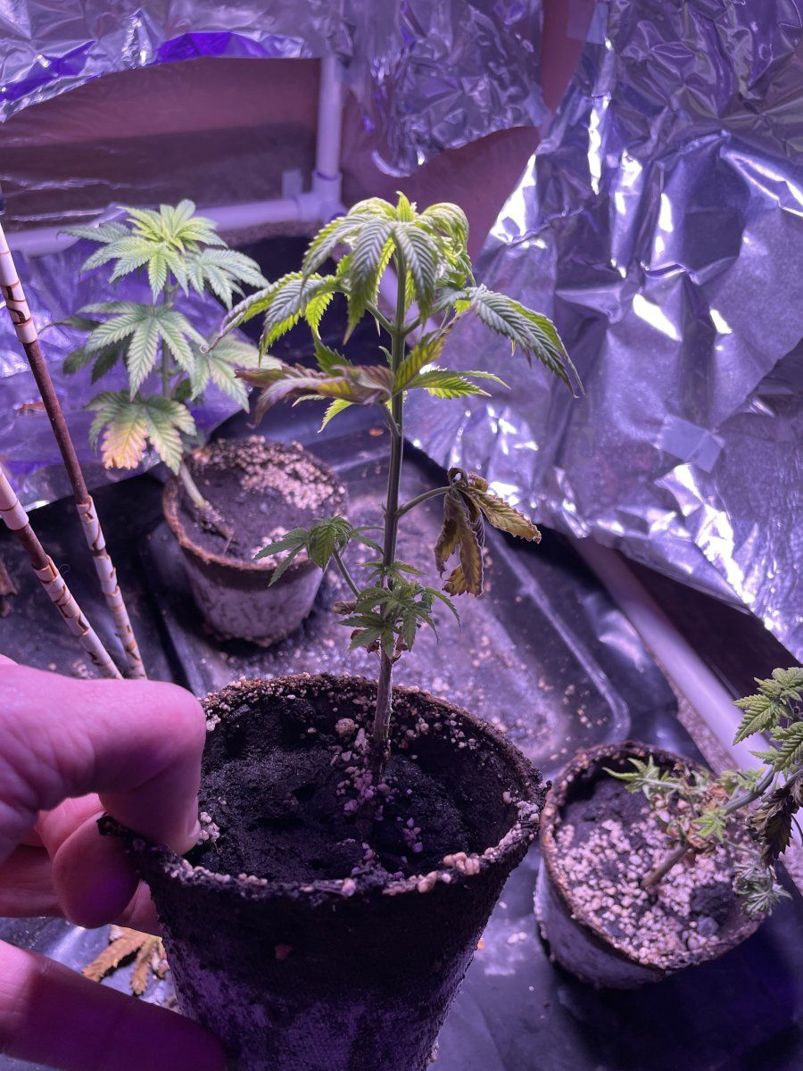 Big bud stunted growth and dying