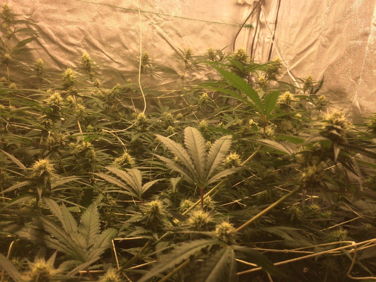 Big buddha cheese scrog 4