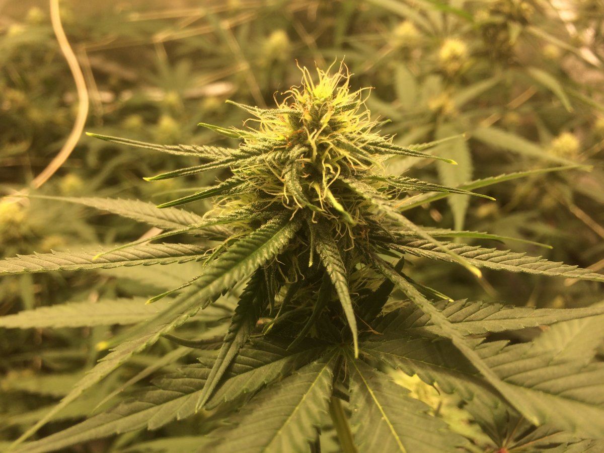 Big buddha cheese scrog 5