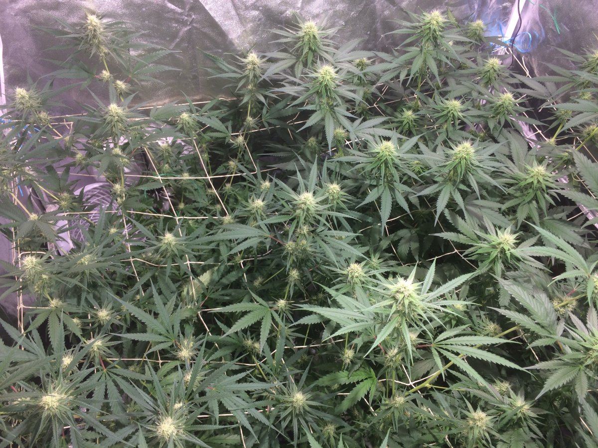 Big buddha cheese scrog 6
