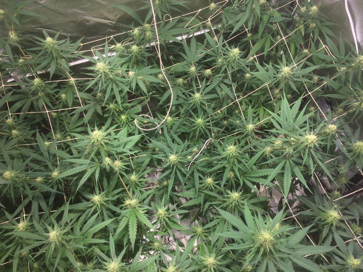 Big buddha cheese scrog 8