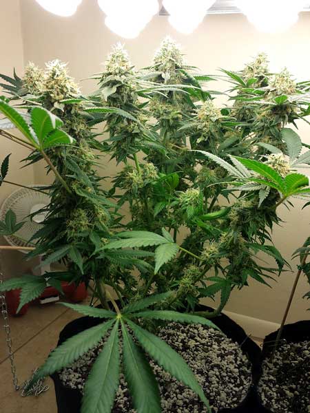 Big buds under cfl grow lights cannabis sm