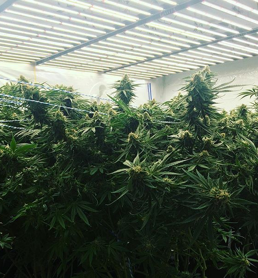 Big cannabis plants with LED lighting